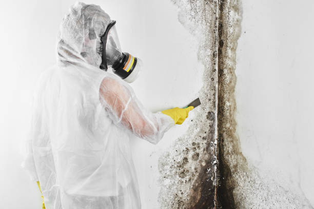 Best White Mold Remediation in Washington Park, FL