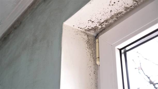 Best Basement Mold Remediation in Washington Park, FL