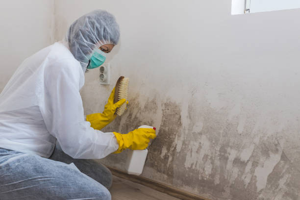 Best Residential Mold Remediation in Washington Park, FL