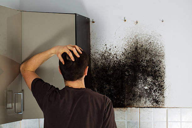 Best Insurance-Related Mold Remediation in Washington Park, FL