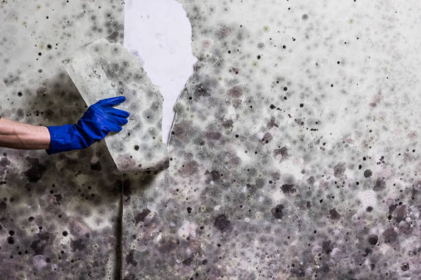 Best DIY Mold Remediation Support Services in Washington Park, FL